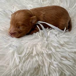 Gucci (grey) - Red male Cavapoo puppy in West Haven, Utah from Harper Haven Cavapoos & Doodles