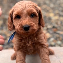 Romeo - Red  male Goldendoodle puppy in Twin Falls, Idaho from Magic Valley Family Doodles