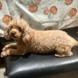 Gizzy - Poodle