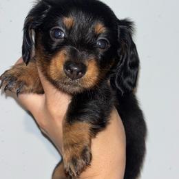 Rip Wheeler - Black and tan male Dachshund puppy in Lumberton, Mississippi from Doris’ Darlin Doxies & Doodles