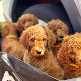 Poodle Puppies from Orange Grounds Poodles