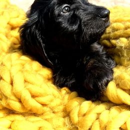 John - Brindle Dachshund puppy in Apple Springs, Texas from Hot Diggity Dogs
