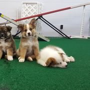 German Shepherd and Icelandic Sheepdog Puppies from Caradoc Kennel