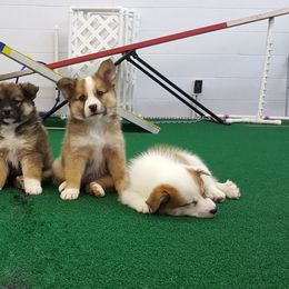 German Shepherd and Icelandic Sheepdog Puppies from Caradoc Kennel