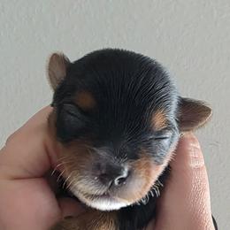 Minnie - Black and tan female Yorkshire Terrier puppy in Haines City, Florida from MF_Yorkies