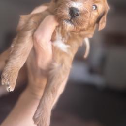 REAGAN - Red  female Goldendoodle puppy in Meridian, Idaho from Country Club Doodles