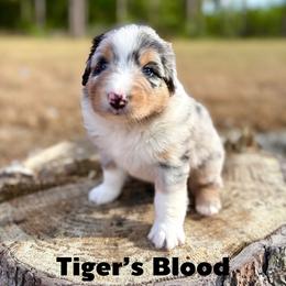 Tiger's Blood - Blue merle male Australian Shepherd puppy in Jena, Louisiana from Diamond 5 Aussies