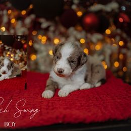 Porch Swing - Red merle male Aussiedoodle puppy in Inman, South Carolina from Dark Corner Doodles