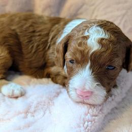 Goldendoodle puppies from Mini Island Doodles
