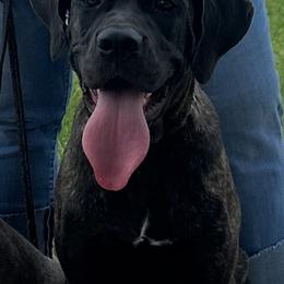 Cane Corso Puppies from Miracle City