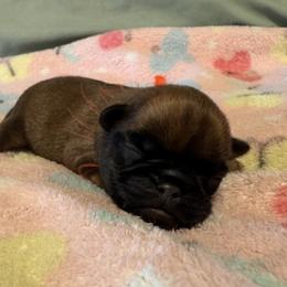 Boy Puppy Two - Red male Brussels Griffon puppy in Haymarket, Virginia from JOVAL Kennel