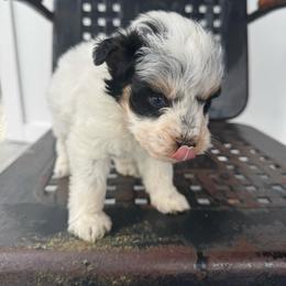Red collar black and tan Parti Roan - Parti male Miniature Schnauzer puppy in Scottsboro, Alabama from Whistling Dixie Schnauzers