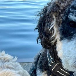 Aussiedoodles and Poodles from Drew’s Aussies & Doodles