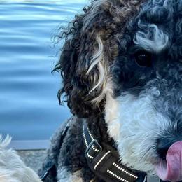 Aussiedoodles and Poodles from Drew’s Aussies & Doodles