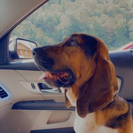 Lila - Basset Hound