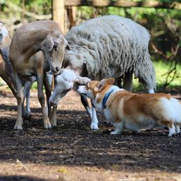 Druid - Pembroke Welsh Corgi