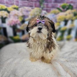 Posie - Tricolor female Shih Tzu puppy in Tuscola, Illinois from Dream on puppies