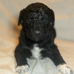 Boots - Black female Goldendoodle puppy in Saint Louis, Missouri from Jax Doodles