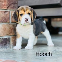 Hooch - Black tan and white male Beagle puppy in Mansfield, Missouri from Rippee Creek Kennel
