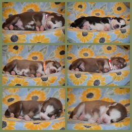 Siberian Husky Puppies from Spalla Pups