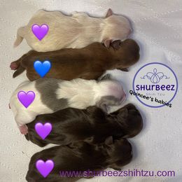 Shih Tzu Puppies from Shurbeez Shih Tzu