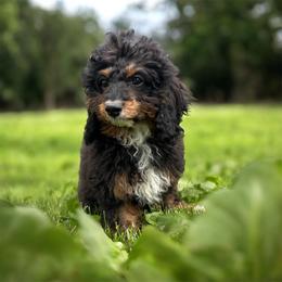 Klinner - Tri-color male Cavapoo puppy in Shipshewana, Indiana from Shelli's Puppies