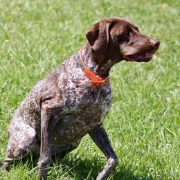 Lily - German Shorthaired Pointer