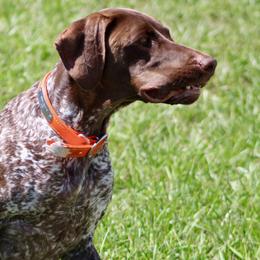 Lily - German Shorthaired Pointer