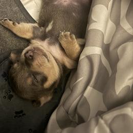 Chihuahua Puppies from Most Treasured Chihuahuas