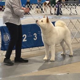 Akita puppies from The__o__pack