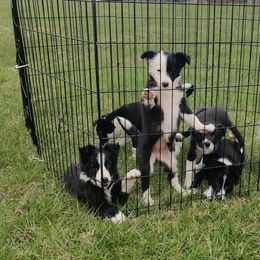 Border Collie Puppies from WRC Farms