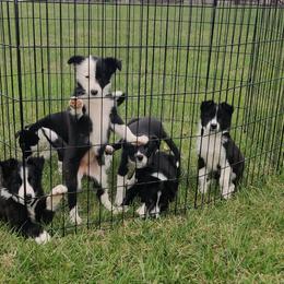 Border Collie Puppies from WRC Farms