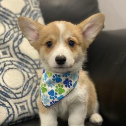 Tucker - Red male Pembroke Welsh Corgi puppy in Urbana, Ohio from Edgewood Farm and Kennel