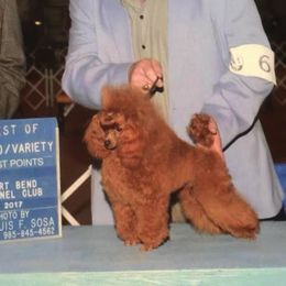 Poodle All Grown Up from Boyd’s Toy Poodles