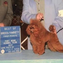 Poodle All Grown Up from Boyd’s Toy Poodles