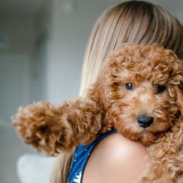 Bernedoodle, Goldendoodle, and Poodle Puppies from Florida Pumpkadoodles