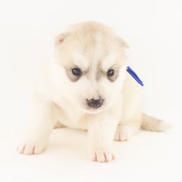 Ned (Blue) - Delivery Available - Gray and white male Siberian Husky puppy in Tracy, California from Limitless Huskies