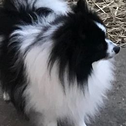 Pomeranians from Thornton Crest