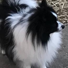 Pomeranians from Thornton Crest