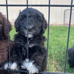 Dewey - Black and white male Bernedoodle puppy in Phoenix, Arizona from Grandview Bernedoodles