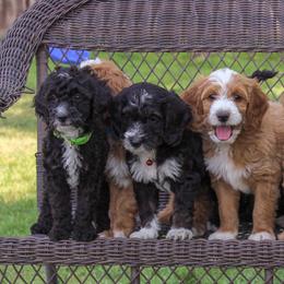 Bernedoodle and Goldendoodle Puppies from Delta Doodles and Poodles