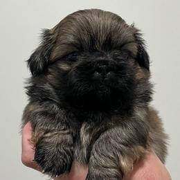 Full AKC Male 2 - Fawn sable male Pekingese puppy in Hustontown, Pennsylvania from Triple I Pekes
