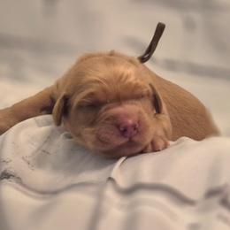 Brown - Dark golden male Golden Retriever puppy in Taft, Tennessee from McGraw's Fetching Pups