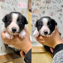 Winx - Black and white female Border Collie puppy in Oakley, California from Von Guadachi German Shepherds & Audacity Border Collies