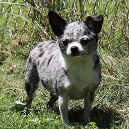 Susy - Merle female Chihuahua puppy in Marcy, New York from Dralion Chihuahuas