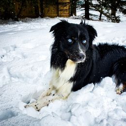 Calcifer - Australian Shepherd
