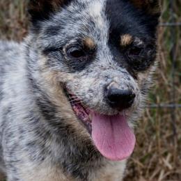 Chexie - Australian Cattle Dog