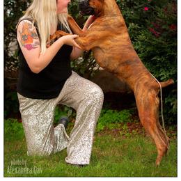 Boxer All Grown Up from Bluegrass Brawn Boxers