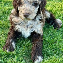 Newfypoo Puppies from Two Sisters Ranch, LLC