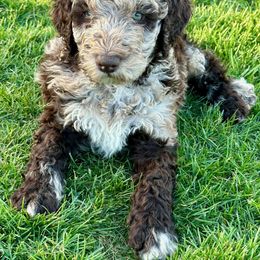 Newfypoo Puppies from Two Sisters Ranch, LLC